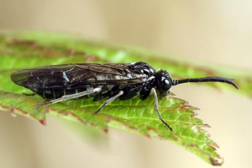 Réf. 312 778 : Empria tridens