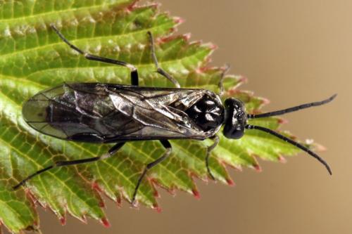 Réf. 312 780 : Empria tridens
