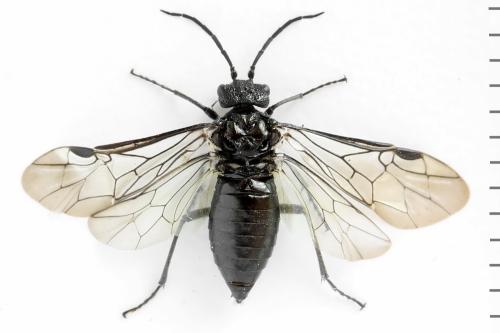 Réf. 312 666 : Dolerus nitens