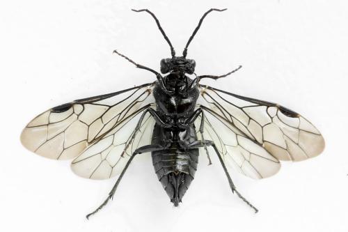 Réf. 312 667 : Dolerus nitens