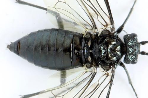 Réf. 312 668 : Dolerus nitens
