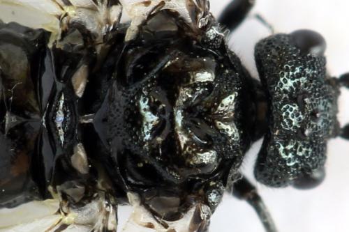Réf. 312 669 : Dolerus nitens