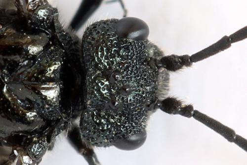 Réf. 312 670 : Dolerus nitens