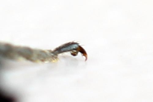 Réf. 312 671 : Dolerus nitens