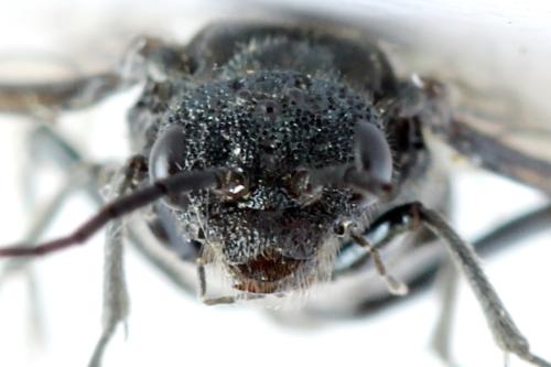 Réf. 312 674 : Dolerus nitens