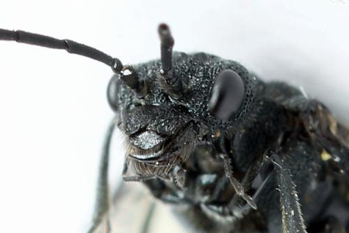 Réf. 312 675 : Dolerus nitens