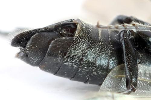 Réf. 312 676 : Dolerus nitens