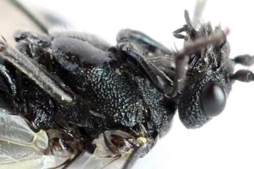 Réf. 312 677 : Dolerus nitens