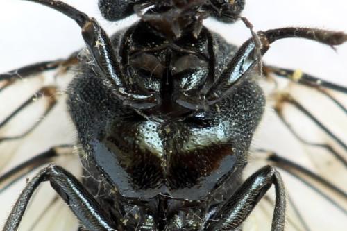 Réf. 312 678 : Dolerus nitens