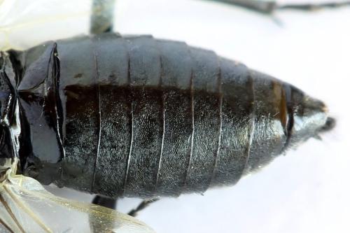 Réf. 312 679 : Dolerus nitens