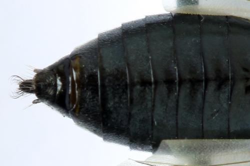 Réf. 312 680 : Dolerus nitens
