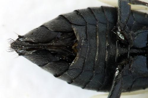 Réf. 312 681 : Dolerus nitens