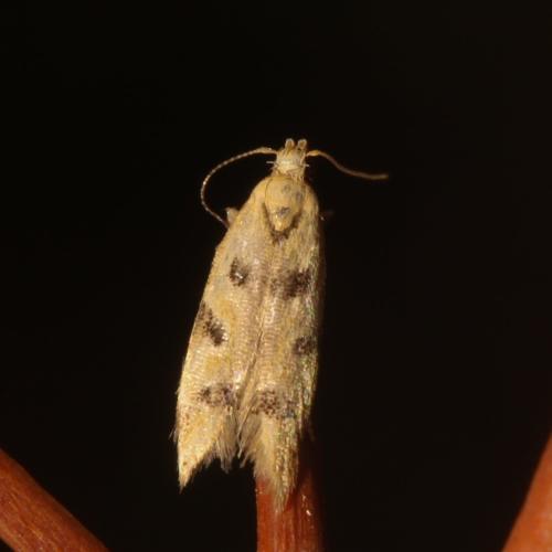 Réf. 312 126 : Mesophleps oxycedrella