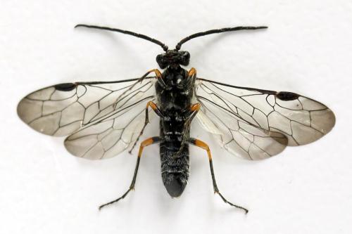 Dolerus gonager
