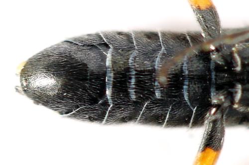 Dolerus gonager