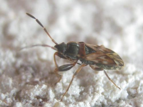 Scolopostethus grandis