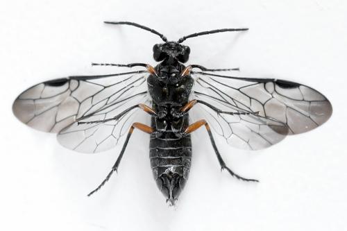 Dolerus liogaster
