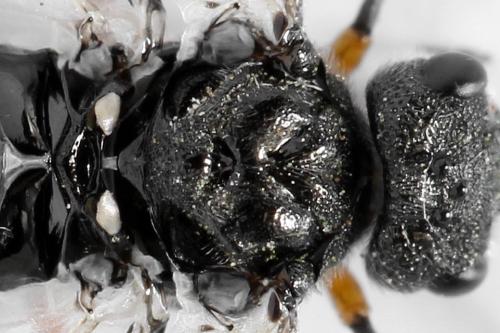 Réf. 312 651 : Dolerus liogaster