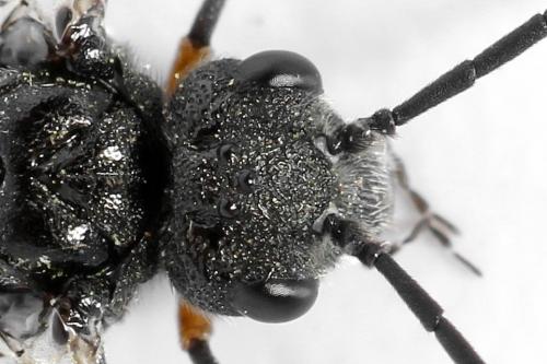 Réf. 312 652 : Dolerus liogaster