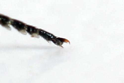 Dolerus liogaster