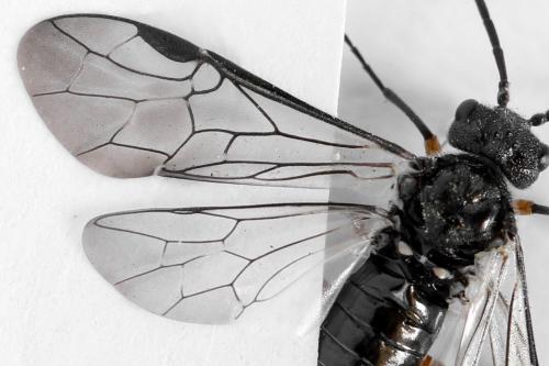 Réf. 312 654 : Dolerus liogaster
