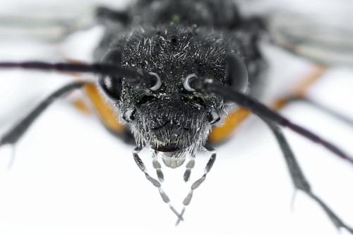 Réf. 312 656 : Dolerus liogaster