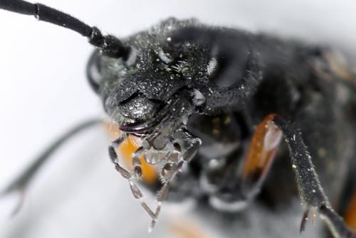 Réf. 312 657 : Dolerus liogaster