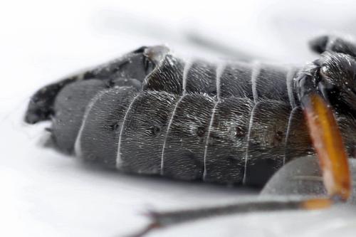 Réf. 312 658 : Dolerus liogaster