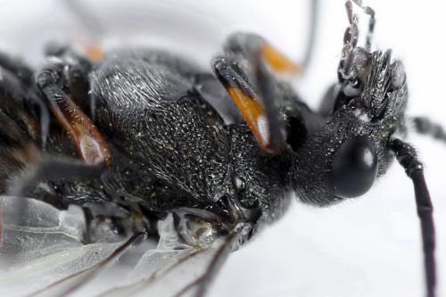 Réf. 312 659 : Dolerus liogaster