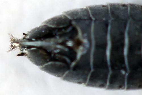 Réf. 312 661 : Dolerus liogaster