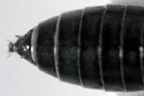 Réf. 312 660 : Dolerus liogaster