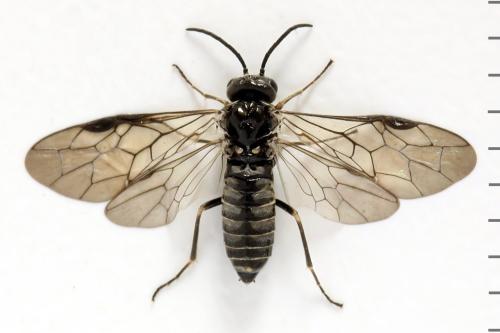 Réf. 312 758 : Empria pumiloides