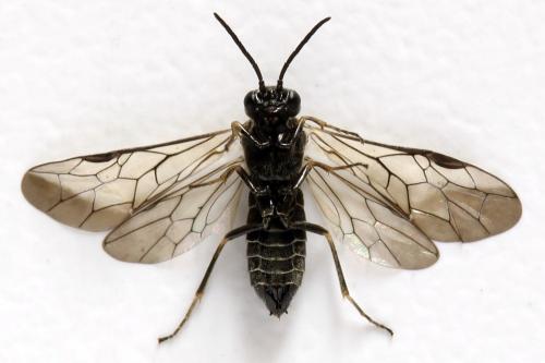 Empria pumiloides