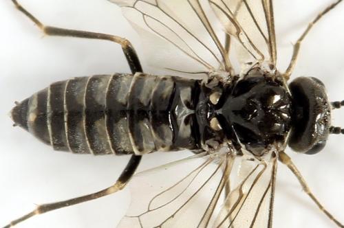 Réf. 312 760 : Empria pumiloides