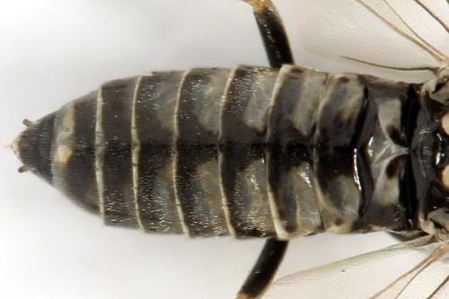 Empria pumiloides