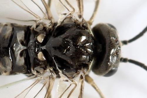 Empria pumiloides