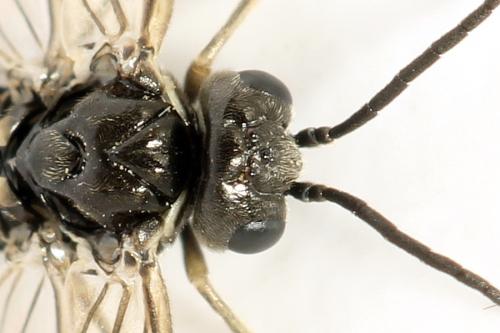 Réf. 312 763 : Empria pumiloides