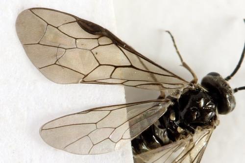 Réf. 312 764 : Empria pumiloides