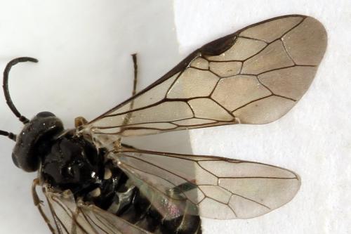Empria pumiloides