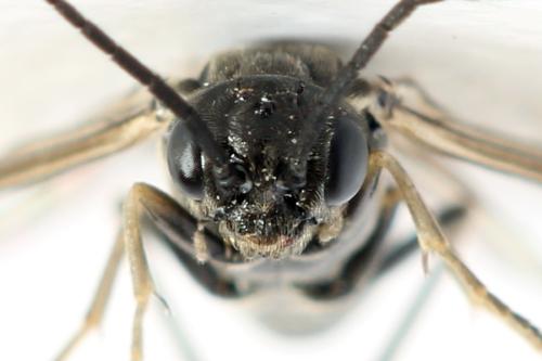 Empria pumiloides