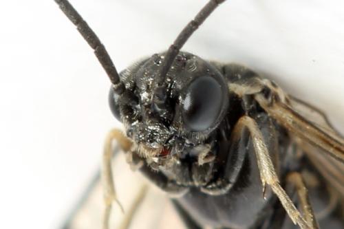 Réf. 312 768 : Empria pumiloides