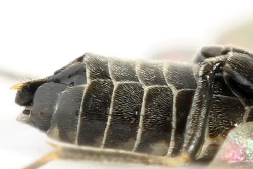 Réf. 312 769 : Empria pumiloides