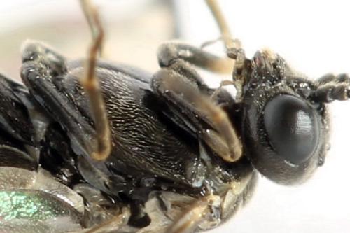 Empria pumiloides