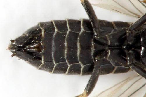 Réf. 312 772 : Empria pumiloides