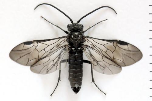 Dolerus nigratus
