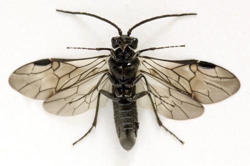 Réf. 312 584 : Dolerus nigratus