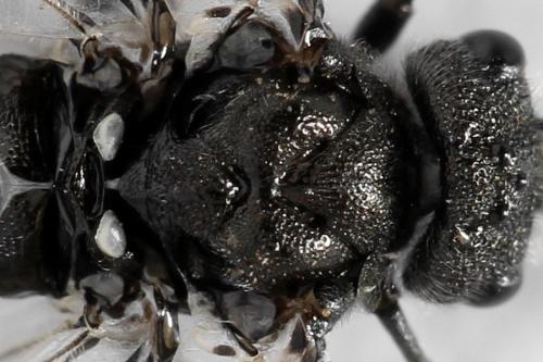 Réf. 312 586 : Dolerus nigratus