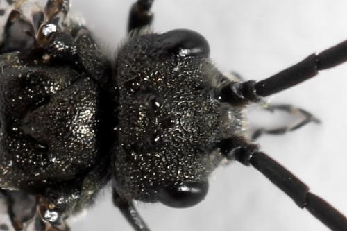 Dolerus nigratus