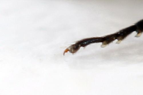 Réf. 312 588 : Dolerus nigratus