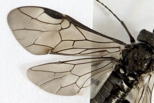 Dolerus nigratus